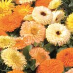 Календула Бон Бон Оранж "Bon Bon Orange" d12