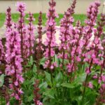 Шалфей (Сальвия) Нью Дайменшн Роуз "New Dimension Rose" d9-10