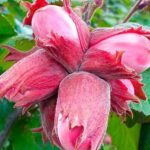 Орех Фундук Московский Рубин 3л