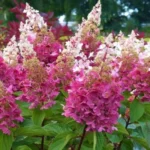 Гортензия метельчатая Пинки Винки 3-3,5л