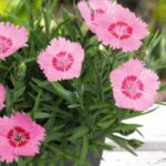 Гвоздика гратианополитанская Роуз Кварц "Rose Quartz" d12