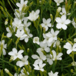 Гвоздика травянка Альбус "Albus" d9-10