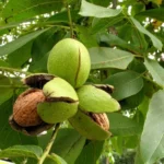 Орех грецкий 0,8л