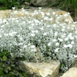 Ясколка войлочная d12