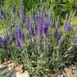 Вероника седая Сильберси "Silbersee" d12