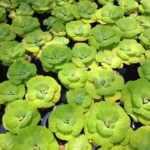 Пистия (Водяная роза) 0,5л