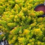 Седум (Очиток) отогнутый Ангелина "Angelina" кашпо d15