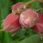 Орех Фундук академика Яблокова 5л