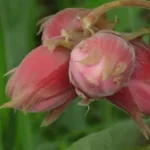 Орех Фундук академика Яблокова 7л