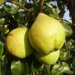 Груша Просто Мария 4-5л