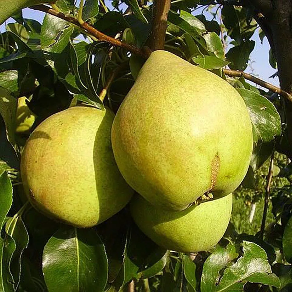 i Груша Просто Мария 4-5л — изображение 1