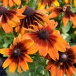 Рудбекия волосистая Отум(Отом) Колорс "Autumn Colors" d12