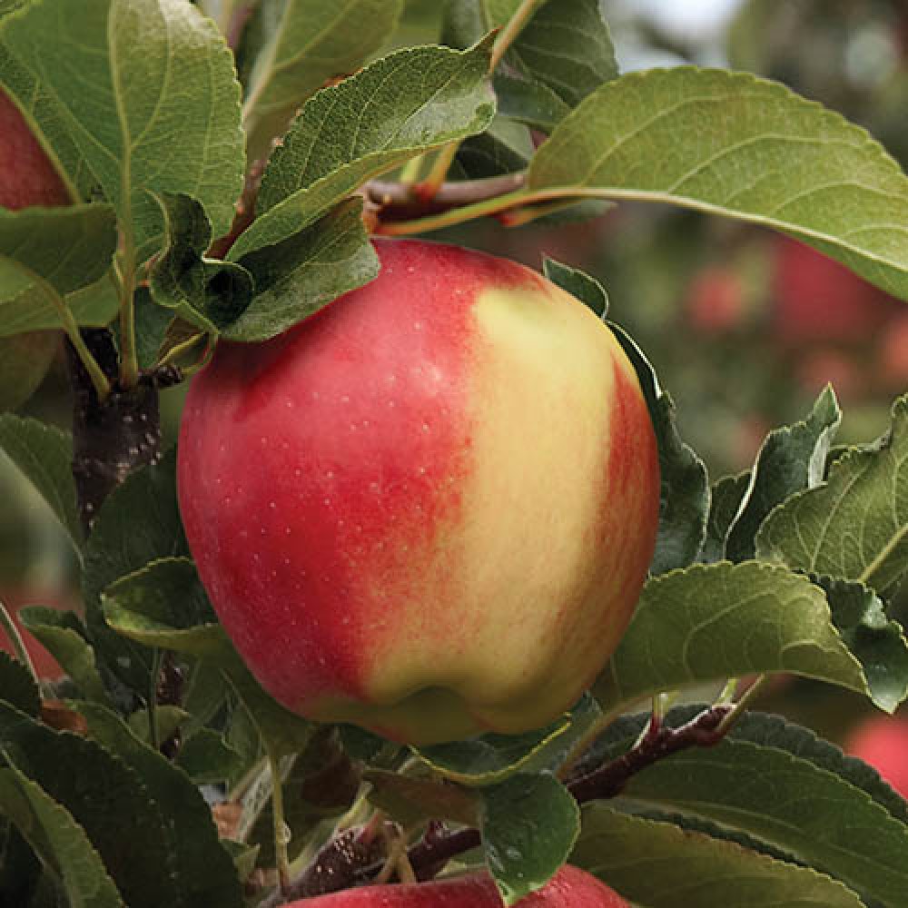 Яблоня Амброзия Яблоня Амброзия ОКС (п) — изображение 1