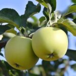 Яблоня Аркад Летний Желтый 3л НЕЗ