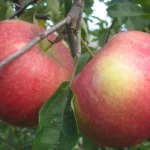 Яблоня Белорусское сладкое ОКС (п)