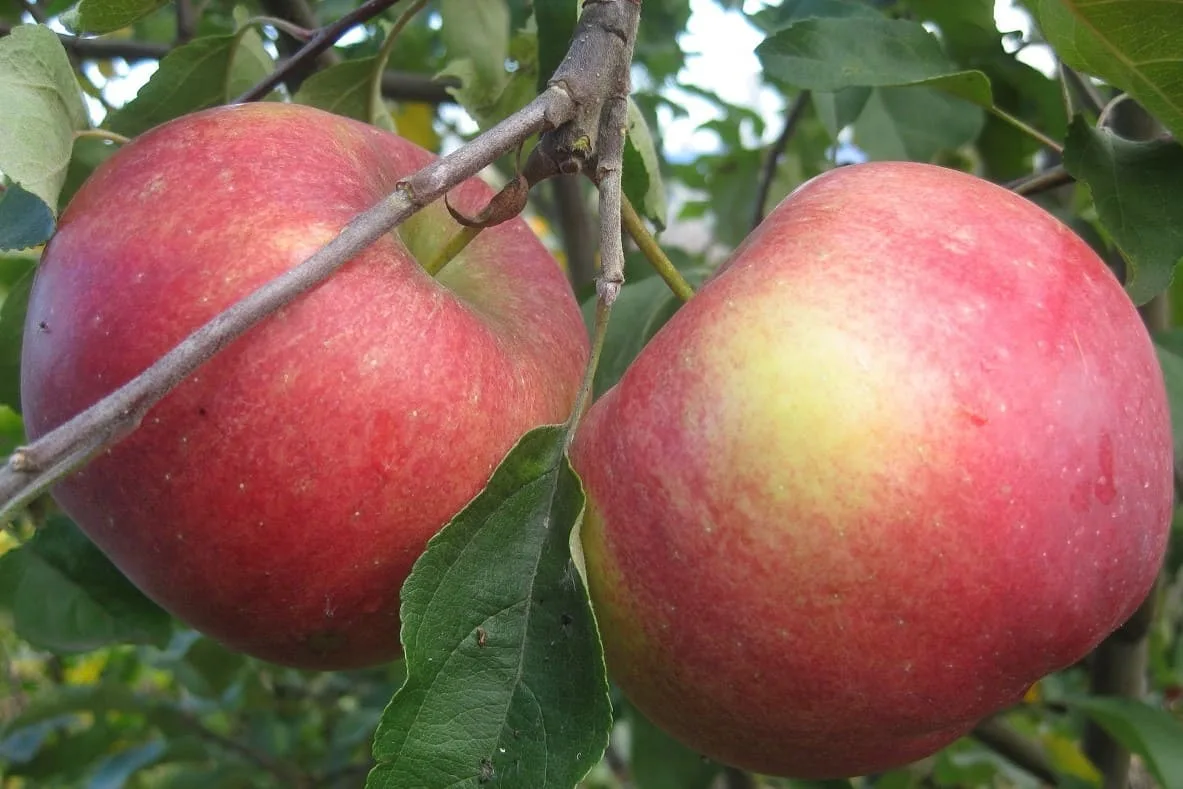 Яблоня Белорусское сладкое Яблоня Белорусское сладкое ОКС (п) — изображение 1