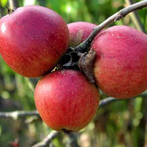 Яблоня Беркутовское