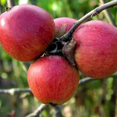 Яблоня Беркутовское