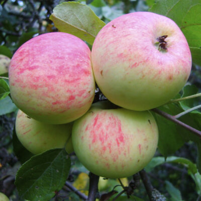 Яблоня Грушовка Московская