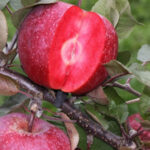 Яблоня Одиссо ОКС (п)