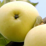 Яблоня Папировка 5л