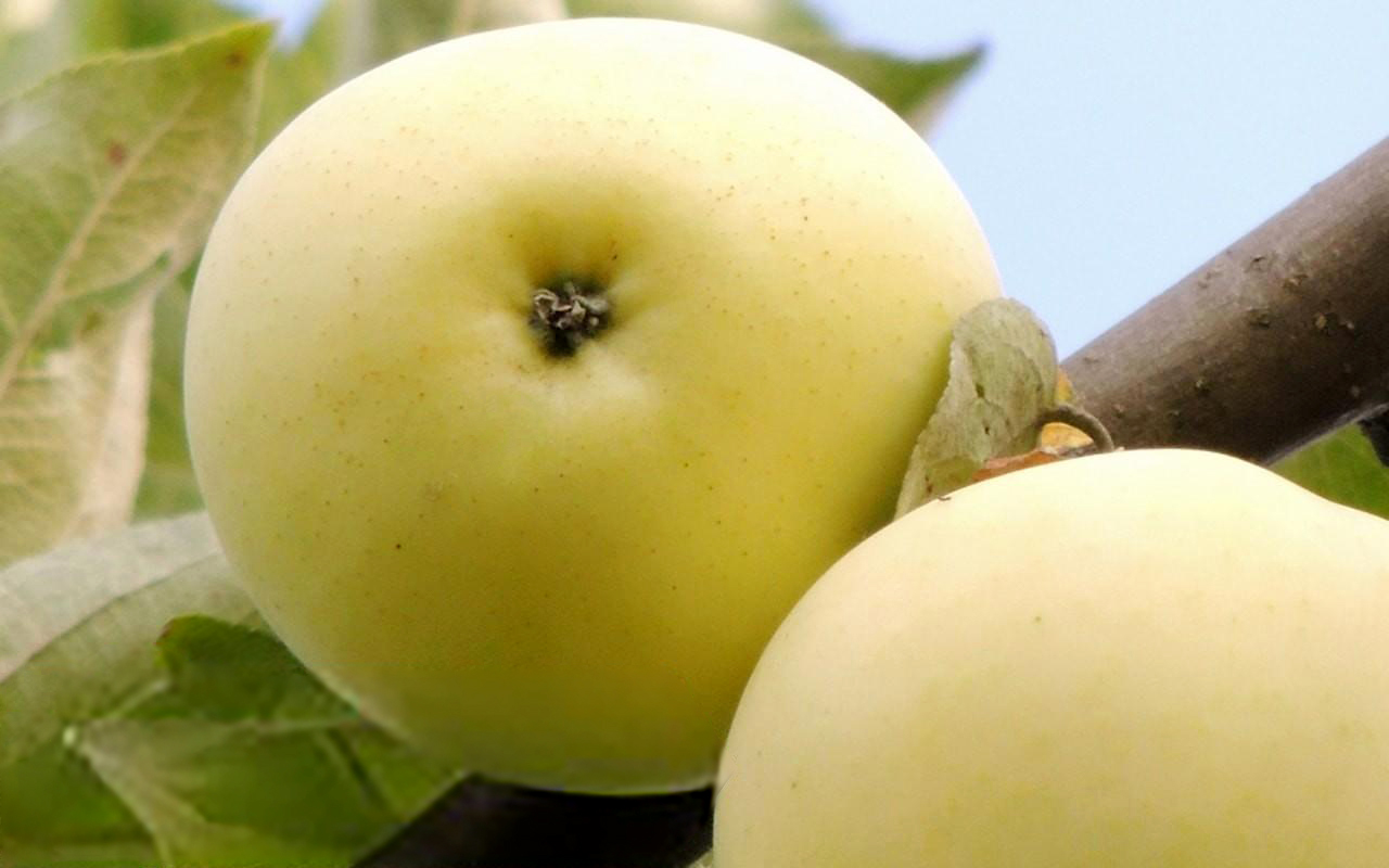 Яблоня Папировка Яблоня Папировка 5л — изображение 1