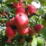 Яблоня Пепин Шафранный