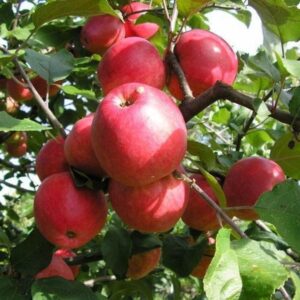 Яблоня Пепин Шафранный