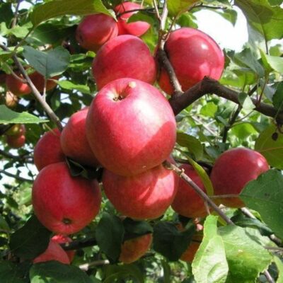 Яблоня Пепин Шафранный