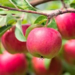 Яблоня Жигулевское 5л