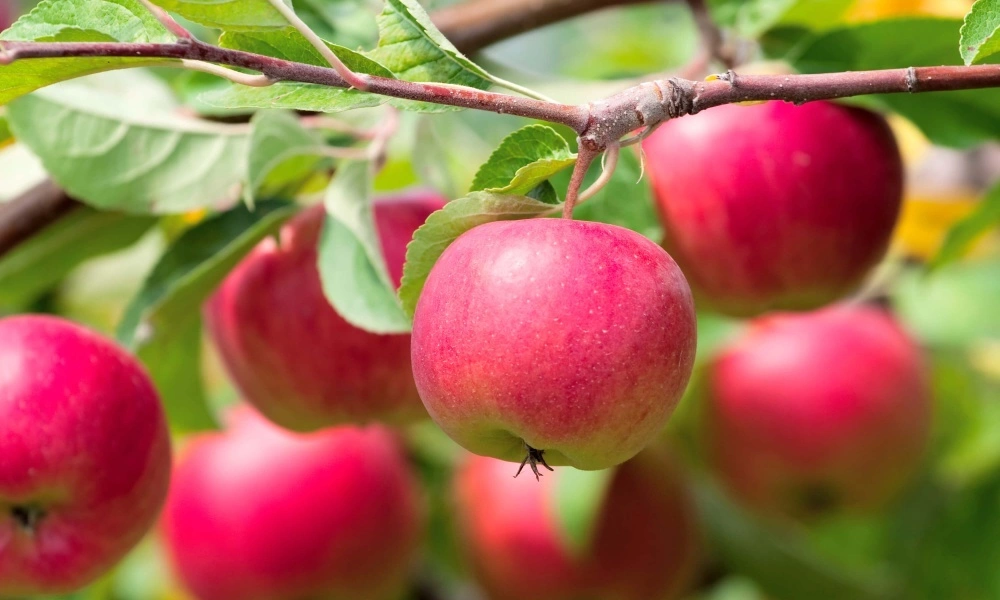 Яблоня Жигулевское Яблоня Жигулевское 5л — изображение 1