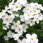 Незабудка Беллами Вайт "Bellamy White" d12