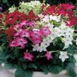 Табак душистый (ЦВЕТОК) кассета