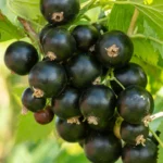 Смородина черная Нюрсинка 5л — изображение 3