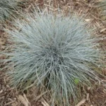 Овсяница сизая Фредди d12