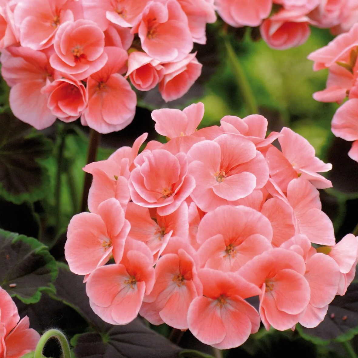 Пеларгония зональная кашпо d23 — изображение 1