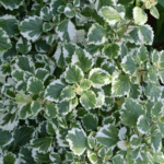 Плектрантус кустарниковый d9-10