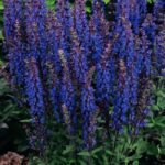 Шалфей (Сальвия) Нью Дименшн Блю "New Dimesoin Blue" d9-10