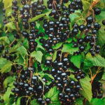 Смородина черная Перун 5 л