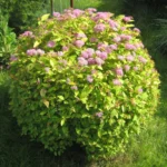 Спирея Голден Принцесс d17  ИМПОРТ