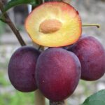 Шарафуга Вельвет Санрайз "Velvet Sunrise" 10л