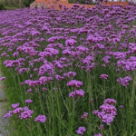 Вербена Буэнос Айрес d12