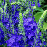 Вероника Роял Блю d12