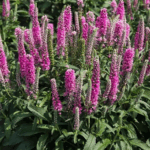 Вероника Роника Фуксия d12