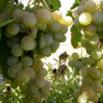 Виноград Донара 3л