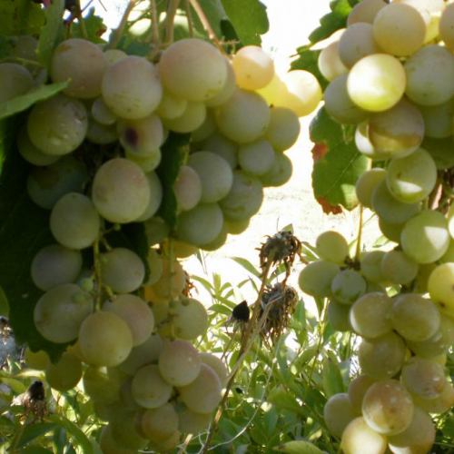 Виноград Донара Виноград Донара 3л — изображение 1