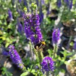 Вероника d12