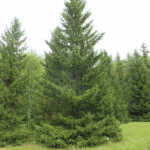 Ель сибирская 10л