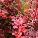 Барбарис Тунберга Роуз Глоу "Rose Glow" 2л