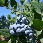 Голубика высокорослая Блюкроп d26